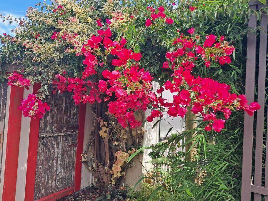 Secret Cottage Waitara Luaran gambar
